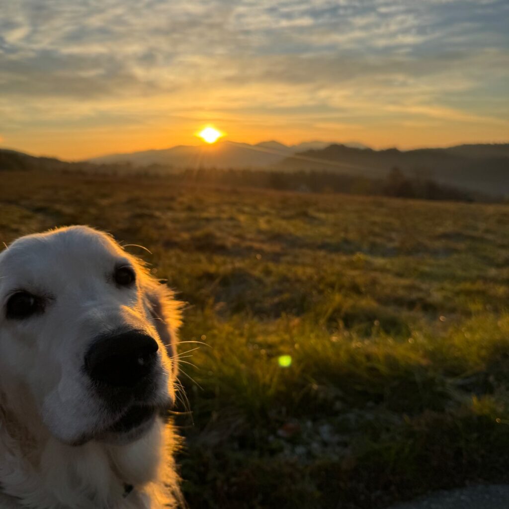 Spacer z psem w górach